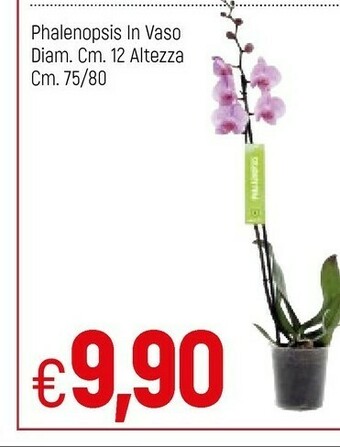 Famila Phalenopsis In Vaso offerta
