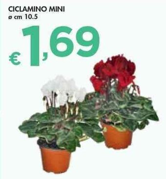 Bennet CICLAMINO MINI Ø cm 10.5 offerta