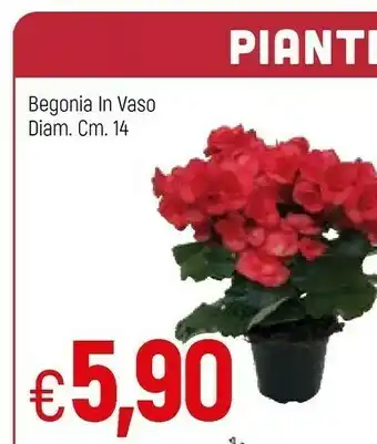 Begonia In Vaso