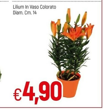 Famila Lilium In Vaso Colorato offerta