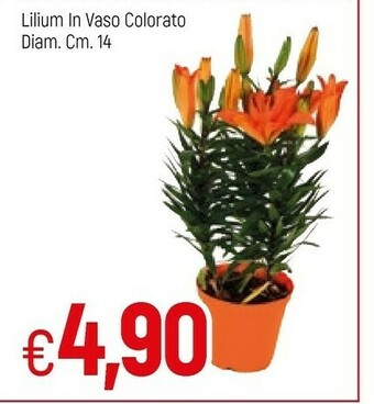 Famila Piante offerta