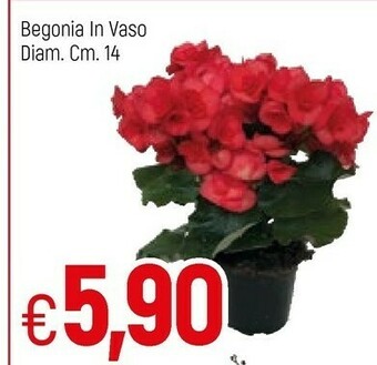 Famila Piante offerta