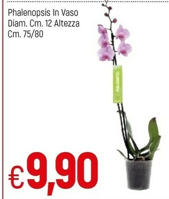 Famila Piante offerta