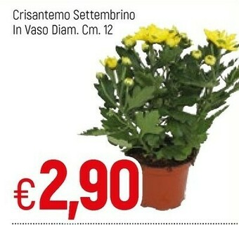 Famila Piante offerta
