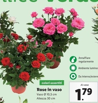 Lidl Rose in vaso offerta