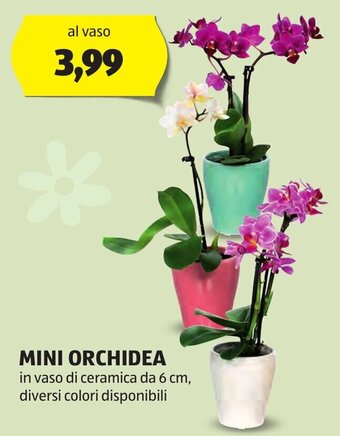 ALDI MINI ORCHIDEA in vaso di ceramica da 6 cm, diversi colori disponibili offerta