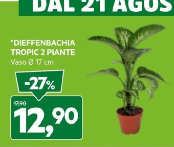 DPiù *DIEFFENBACHIA TROPIC 2 PIANTE Vaso Ø 17 cm offerta