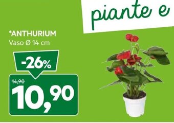 DPiù *ANTHURIUM Vaso Ø 14 cm offerta