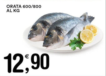 Gecop ORATA 600/800 AL KG offerta