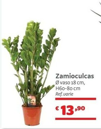 Zamioculcas