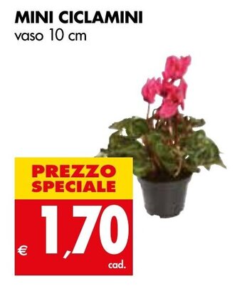 Tigros MINI CICLAMINI vaso 10 cm offerta
