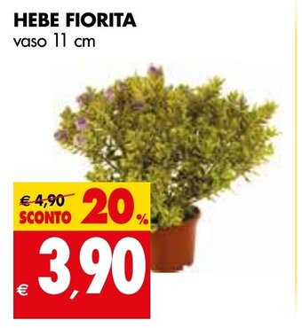 Tigros HEBE FIORITA vaso 11 cm offerta