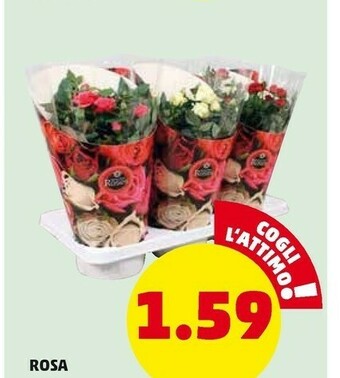 PENNY Rosa offerta