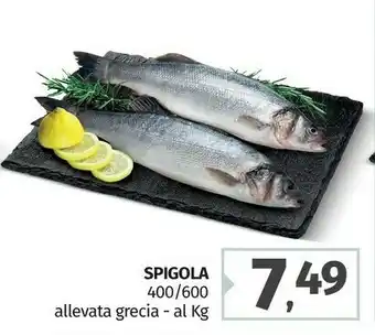 Pam Spigola offerta