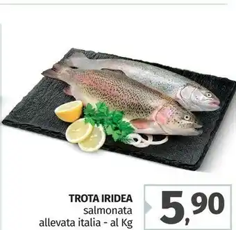 Trota Iridea