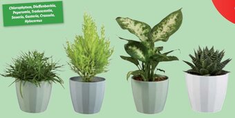 Lidl Piante verdi Altezza 15 cm offerta