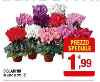 Iperal Ciclamino offerta