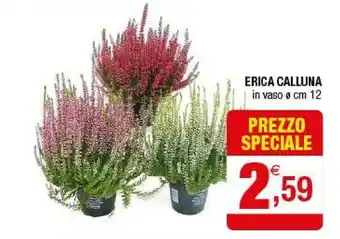 Iperal Erica Calluna offerta