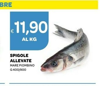 Ekom Pesce offerta