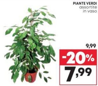 Pam PIANTE VERDI assortite in vaso offerta