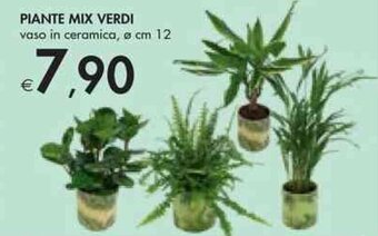Bennet PIANTE MIX VERDI ø cm 12 offerta