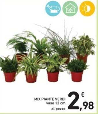 Spazio Conad MIX PIANTE VERDI vaso 12 cm offerta