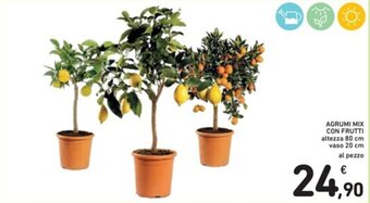AGRUMI MIX CON FRUTTI altezza 80 cm vaso 20 cm
