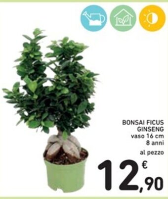 Spazio Conad BONSAI FICUS GINSENG vaso 16 cm offerta
