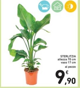 Spazio Conad STERLITZIA altezza 70 cm vaso 17 cm offerta