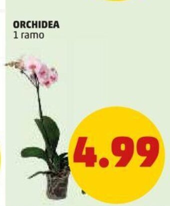 PENNY ORCHIDEA 1 ramo offerta