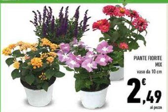 Conad PIANTE FIORITE MIX vaso da 10 cm offerta
