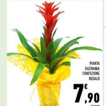 Conad PIANTA GUZMANIA CONFEZIONE REGALO offerta