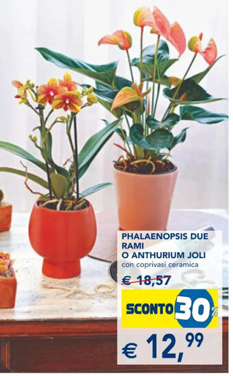 Esselunga PHALAENOPSIS DUE RAMI O ANTHURIUM JOLI offerta