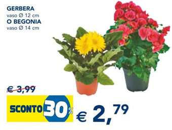 Esselunga GERBERA vaso Ø 12 cm O BEGONIA vaso Ø 14 cm offerta