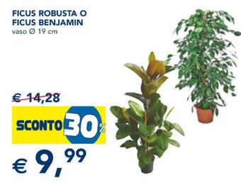 Esselunga FICUS ROBUSTA O FICUS BENJAMIN vaso Ø 19 cm offerta
