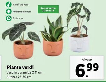 Lidl Piante verdi offerta