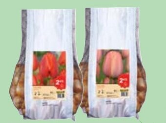 Lidl Bulbi di Tulipano offerta