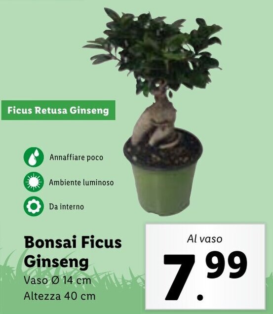 Bonsai Ficus Ginseng offerta di Lidl