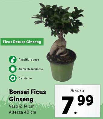 Lidl Bonsai Ficus Ginseng offerta
