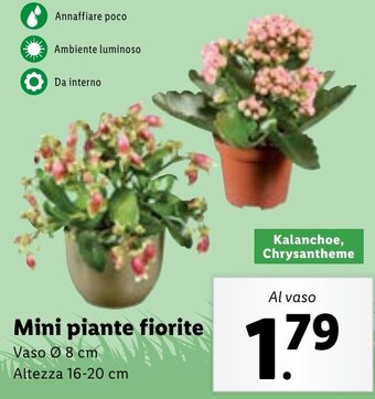 Lidl Mini piante fiorite offerta