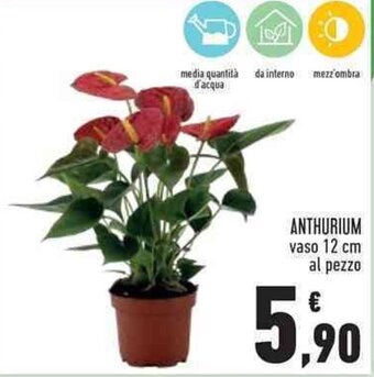 Conad ANTHURIUM offerta