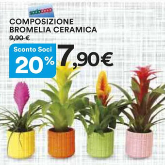 COMPOSIZIONE BROMELIA CERAMICA