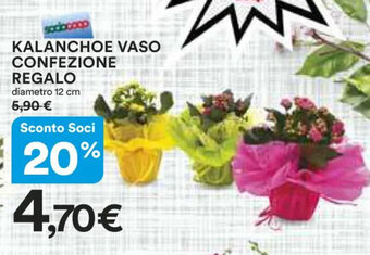KALANCHOE VASO CONFEZIONE REGALO 12 cm
