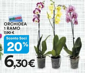 Ipercoop ORCHIDEA 1 Ramo offerta