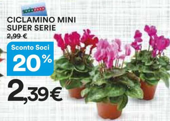 Ipercoop CICLAMINO MINI SUPER SERIE offerta