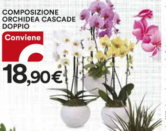 Ipercoop COMPOSIZIONE ORCHIDEA CASCADE DOPPIO offerta