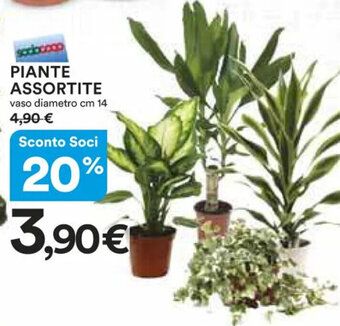 Ipercoop PIANTE ASSORTITE offerta
