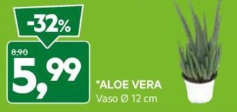 DPiù ALOE VERA Vaso Ø 12 cm offerta
