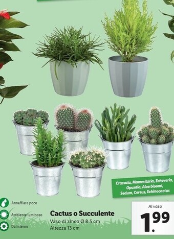Lidl Cactus o succulente offerta