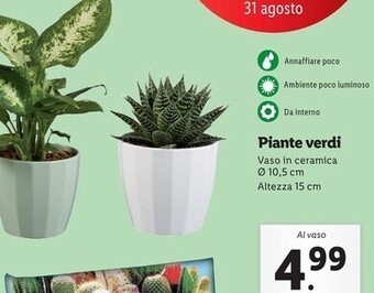 Lidl Piante verdi offerta